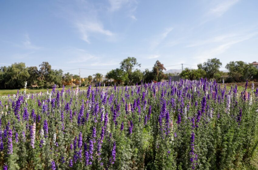  Los campos de Cuevas: Un escenario imperdible de flores