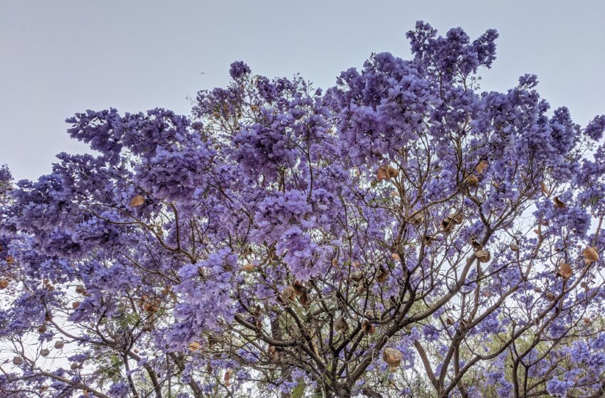  Color púrpura: Origen de las jacarandas en México