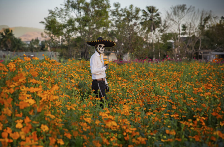  Flor de Cempasúchil: El color del Día de Muertos
